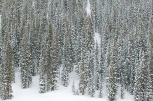 trees-with-snow