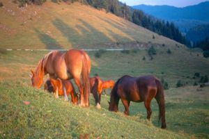 sunset-horses-16396-m