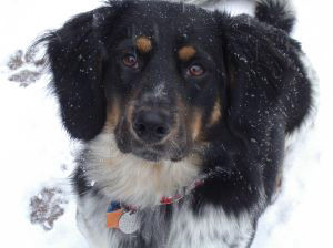 snow-dog-1-638021-m