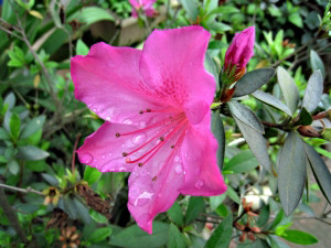 azalea-flower-1433057-m