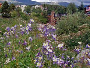 colorado-mountain-flowers-806296-m