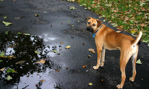 driveway-dog-1359949