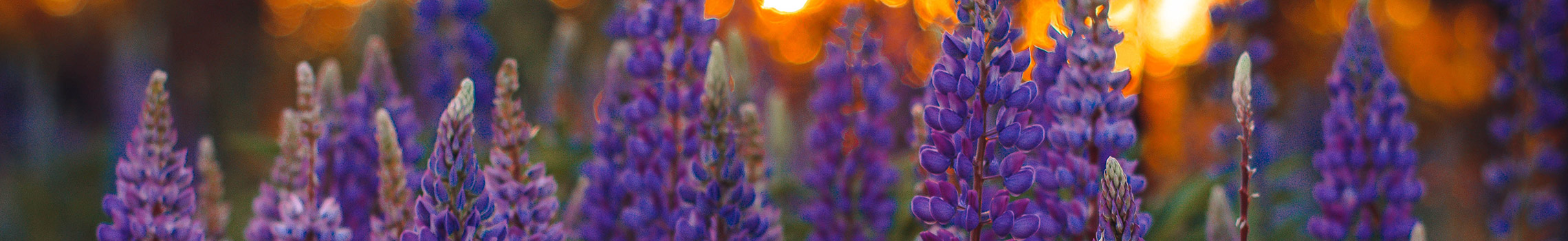 Colorado Wildflowers